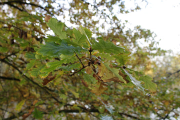 Fototapeta premium branch of a tree