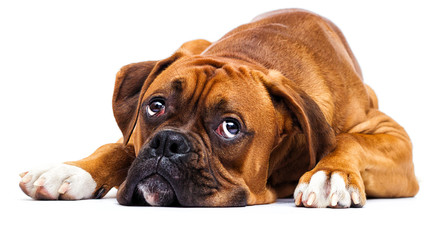 sad dog lies and looks up on isolated on a white background
