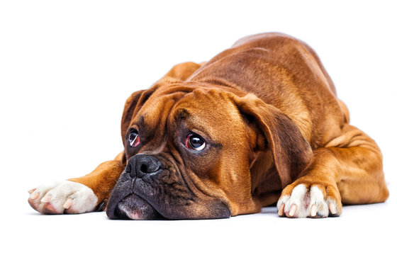 sad dog lies and looks up on isolated on a white background, breed German boxer