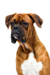 Obraz premium boxer dog looks up isolated on a white background