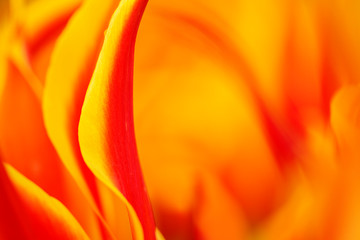 Fototapeta na wymiar Colorful and bright red and yellow colors of a tulip flower in a full frame abstract image