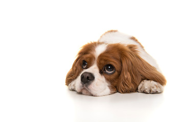 Adorable Cavalier King Charles Spaniel dog lying down on the floor looking away isolated on a white...