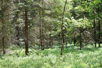 temperate broadleaf and mixed forest	
