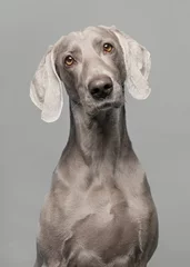 Poster Portrait of a proud weimaraner dog on a grey background © Elles Rijsdijk