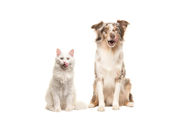 Australian shepherd dog and white longhaired cat looking at the camera licking their lips begging...