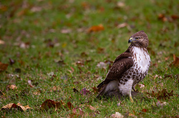 Beautiful Young Brown and White Wild Peregrine Falcon with Prey