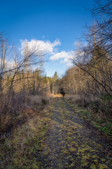 Old Forest Road In Pacific Northwest