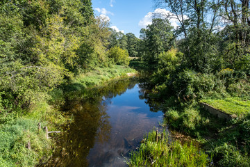 Fototapeta na wymiar Quiet forest river on a sunny summer day. reflections of the trees in river. forest landscape.