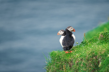 Couple of famous faroese birds - puffins on the edge of grassy coast of Faroe island Mykines in Atlantic ocean. Faroe islands, Denmark. Animal photography