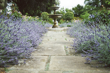 Obraz premium Classic Lavender Royal Garden with Fountain, lavender flowerbeds and greenery on the background.