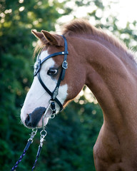 Beautiful Welsh Pony with bridle during sunset