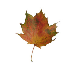 An isolated autumn leaf of a maple tree, seasonal image