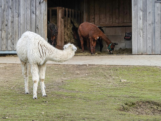 Fototapeta premium Alpakas