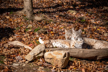 An special bond between a lynx and a bobcat. They are laying on the ground next to each other with a fallen tree in front of them and leaves covering the ground