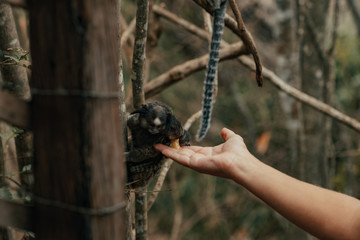 Monkeys life