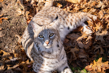 Naklejka na ściany i meble A closeup of a bobcat laying on top of Autumn colored leaves while staring directly at my camera