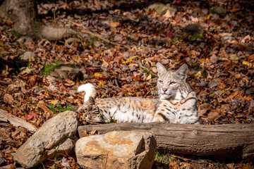 A bobcat laying behind a fallen tree on an Autumn day with rocks and colorful leaves surround him.