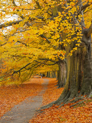 Autumn Colours in the Park