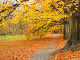 Autumn Colours in the Park