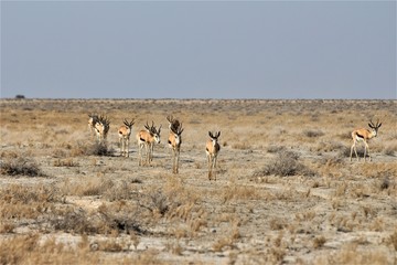 Fototapeta na wymiar Herd of springboks walking around Etosha Nationalapark, Africa, Namibia