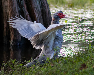 pheasant bird on the grass