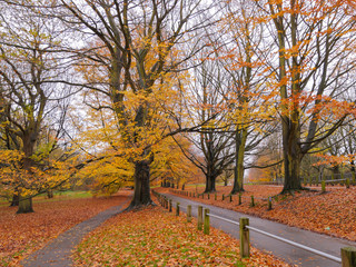 Autumn Colours in the Park