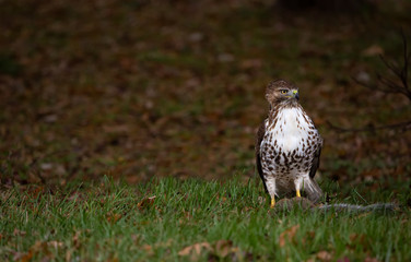 Wild Peregrine Falcon with Prey