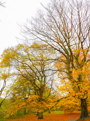 Fototapeta premium Autumn Colours in the Park