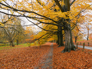 Autumn Colours in the Park