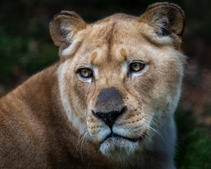 Big Cat