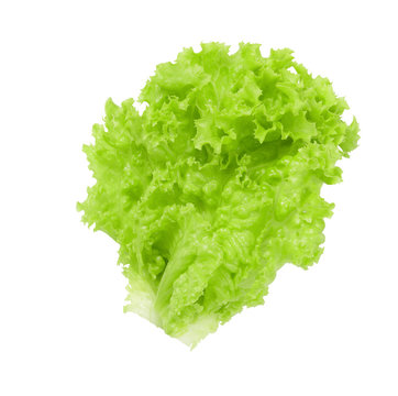 Fresh and wet green lettuce from organic farm isolated on a whit