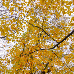 Autumn Colours in the Park