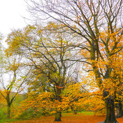 Autumn Colours in the Park