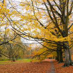 Autumn Colours in the Park