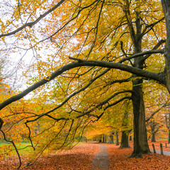 Autumn Colours in the Park