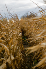 Fototapeta premium landscape images