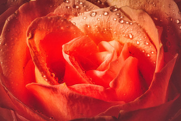 Romantic vintage macro close-up of pink rose blossom with water droplets and dramatic shadows