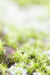 green moss on forest floor
