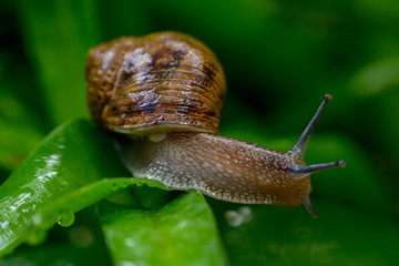 Snail in Green Garden
