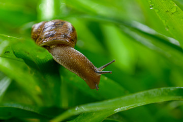 Snail in Green Garden