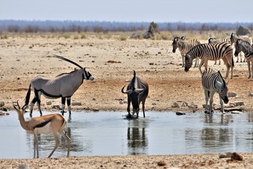 Fototapeta na wymiar Different animals drinking at waterhole in Etosha Nationalpark, Namibia. Oryx antelope, black wildebeest, zebras