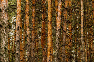 landscapes with many pines in forest