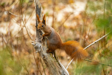 Close up picture of squirrel on a branch