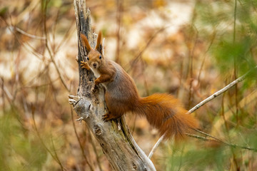Close up picture of squirrel on a branch
