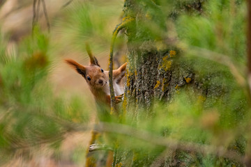 Close up picture of squirrel on a branch