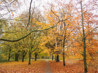 Autumn Colours in the Park