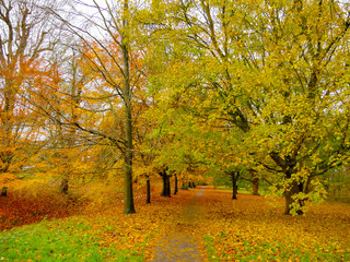 Fototapeta na wymiar Autumn Colours in the Park