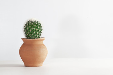 Closeup Cactus front view in  clay pot on white background. Potted green cacti, grow a home plant. Trendy tropical cacti plant close-up. Art Concept. Creative fashionable Style.
