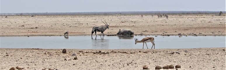 Fototapeta na wymiar Panorama of different animals (jackal, rhino, oryx, springbok)drinking at waterhole. Etosha Nationalpark, Namibia, Africa