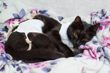 cat after sterilization in a postoperative vest